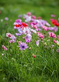ASHWOOD NURSERIES, WEST MIDLANDS: JOHN MASSEY GARDEN, MARCH, MEADOW, ANEMONE PAVONINA, NATURALISED IN GRASS, BULBS, SPRING
