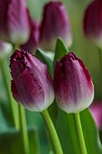 SMITH & MUNSON, LINCOLNSHIRE: SPRING, APRIL, PORTRAIT OF PURPLE FLOWERS, BLOOMS OF FRINGED TULIP PURPLE CRYSTAL