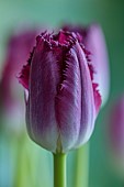 SMITH & MUNSON, LINCOLNSHIRE: SPRING, APRIL, PORTRAIT OF PURPLE FLOWERS, BLOOMS OF FRINGED TULIP PURPLE CRYSTAL