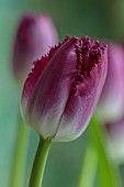 SMITH & MUNSON, LINCOLNSHIRE: SPRING, APRIL, PORTRAIT OF PURPLE FLOWERS, BLOOMS OF FRINGED TULIP PURPLE CRYSTAL