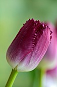 SMITH & MUNSON, LINCOLNSHIRE: SPRING, APRIL, PORTRAIT OF PURPLE FLOWERS, BLOOMS OF FRINGED TULIP PURPLE CRYSTAL