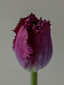 SMITH & MUNSON, LINCOLNSHIRE: SPRING, APRIL, PORTRAIT OF PURPLE FLOWERS, BLOOMS OF FRINGED TULIP PURPLE CRYSTAL