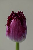 SMITH & MUNSON, LINCOLNSHIRE: SPRING, APRIL, PORTRAIT OF PURPLE FLOWERS, BLOOMS OF FRINGED TULIP PURPLE CRYSTAL