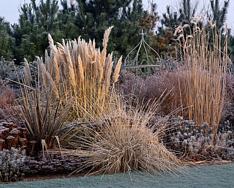 FROSTED_BORDER_WITH_PHORMIUMS_MISCANTHUS_SP_ARTEMISIA_POWIS_CASTLE_PENNISETUM_ALOPECUROIDES_CORTADER