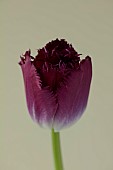 SMITH & MUNSON, LINCOLNSHIRE: SPRING, APRIL, PORTRAIT OF PURPLE FLOWERS, BLOOMS OF FRINGED TULIP PURPLE CRYSTAL