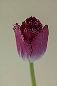 SMITH & MUNSON, LINCOLNSHIRE: SPRING, APRIL, PORTRAIT OF PURPLE FLOWERS, BLOOMS OF FRINGED TULIP PURPLE CRYSTAL