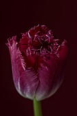 SMITH & MUNSON, LINCOLNSHIRE: SPRING, APRIL, PORTRAIT OF PURPLE FLOWERS, BLOOMS OF FRINGED TULIP PURPLE CRYSTAL