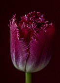 SMITH & MUNSON, LINCOLNSHIRE: SPRING, APRIL, PORTRAIT OF PURPLE FLOWERS, BLOOMS OF FRINGED TULIP PURPLE CRYSTAL