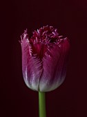 SMITH & MUNSON, LINCOLNSHIRE: SPRING, APRIL, PORTRAIT OF PURPLE FLOWERS, BLOOMS OF FRINGED TULIP PURPLE CRYSTAL