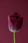 SMITH & MUNSON, LINCOLNSHIRE: SPRING, APRIL, PORTRAIT OF PURPLE FLOWERS, BLOOMS OF FRINGED TULIP PURPLE CRYSTAL