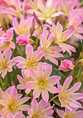 ASHWOOD NURSERIES, WEST MIDLANDS: PINK, CREAM FLOWERS, BLOOMS OF LEWISIA TWEEDYI ELLIOTTS VARIETY