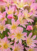 ASHWOOD NURSERIES, WEST MIDLANDS: PINK, CREAM FLOWERS, BLOOMS OF LEWISIA TWEEDYI ELLIOTTS VARIETY
