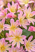 ASHWOOD NURSERIES, WEST MIDLANDS: PINK, CREAM FLOWERS, BLOOMS OF LEWISIA TWEEDYI ELLIOTTS VARIETY