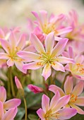 ASHWOOD NURSERIES, WEST MIDLANDS: PINK, CREAM FLOWERS, BLOOMS OF LEWISIA TWEEDYI ELLIOTTS VARIETY