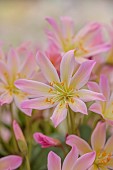 ASHWOOD NURSERIES, WEST MIDLANDS: PINK, CREAM FLOWERS, BLOOMS OF LEWISIA TWEEDYI ELLIOTTS VARIETY
