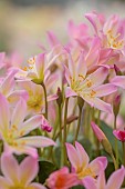 ASHWOOD NURSERIES, WEST MIDLANDS: PINK, CREAM FLOWERS, BLOOMS OF LEWISIA TWEEDYI ELLIOTTS VARIETY