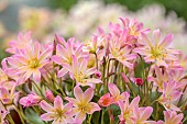 ASHWOOD NURSERIES, WEST MIDLANDS: PINK, CREAM FLOWERS, BLOOMS OF LEWISIA TWEEDYI ELLIOTTS VARIETY