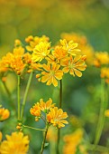 ASHWOOD NURSERIES, WEST MIDLANDS: YELLOW FLOWERS, BLOOMS OF LEWISIA COTYLEDON HYBRIDS ASHWOOD STRAIN YELLOW