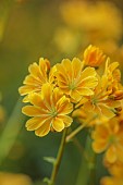 ASHWOOD NURSERIES, WEST MIDLANDS: YELLOW FLOWERS, BLOOMS OF LEWISIA COTYLEDON HYBRIDS ASHWOOD STRAIN YELLOW