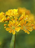 ASHWOOD NURSERIES, WEST MIDLANDS: YELLOW FLOWERS, BLOOMS OF LEWISIA COTYLEDON HYBRIDS ASHWOOD STRAIN YELLOW