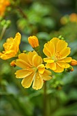 ASHWOOD NURSERIES, WEST MIDLANDS: YELLOW FLOWERS, BLOOMS OF LEWISIA COTYLEDON HYBRIDS ASHWOOD STRAIN YELLOW