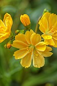 ASHWOOD NURSERIES, WEST MIDLANDS: YELLOW FLOWERS, BLOOMS OF LEWISIA COTYLEDON HYBRIDS ASHWOOD STRAIN YELLOW