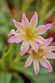 ASHWOOD NURSERIES, WEST MIDLANDS: PINK, YELLOW FLOWERS, BLOOMS OF LEWISIA TWEEDYI ROSEA
