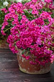ASHWOOD NURSERIES, WEST MIDLANDS: TERRACOTTA CONTAINER WITH PINK, MAGENTA FLOWERS, BLOOMS OF LEWISIA COTYLEDON HYBRID ASHWOOD STRAIN MAGENTA