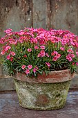 ASHWOOD NURSERIES, WEST MIDLANDS: TERRACOTTA CONTAINER WITH PINK, FLOWERS, BLOOMS OF LEWISIA COLUMBIANA ROSEA