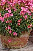 ASHWOOD NURSERIES, WEST MIDLANDS: TERRACOTTA CONTAINER WITH PINK, FLOWERS, BLOOMS OF LEWISIA COLUMBIANA ROSEA