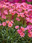 ASHWOOD NURSERIES, WEST MIDLANDS: PINK, FLOWERS, BLOOMS OF LEWISIA COLUMBIANA ROSEA