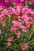 ASHWOOD NURSERIES, WEST MIDLANDS: PINK, FLOWERS, BLOOMS OF LEWISIA COLUMBIANA ROSEA