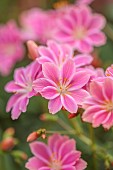 ASHWOOD NURSERIES, WEST MIDLANDS: PINK, FLOWERS, BLOOMS OF LEWISIA COTYLEDON HYBRID ASHWOOD STRAIN PINK