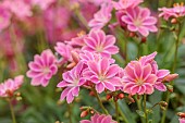 ASHWOOD NURSERIES, WEST MIDLANDS: PINK, FLOWERS, BLOOMS OF LEWISIA COTYLEDON HYBRID ASHWOOD STRAIN PINK