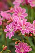 ASHWOOD NURSERIES, WEST MIDLANDS: PINK, FLOWERS, BLOOMS OF LEWISIA COTYLEDON HYBRID ASHWOOD STRAIN PINK