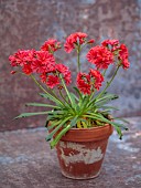 ASHWOOD NURSERIES, WEST MIDLANDS: TERRACOTTA CONTAINER WITH RED FLOWERS, BLOOMS OF LEWISIA COTYLEDON HYBRIDS ASHWOOD STRAIN RED