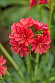 ASHWOOD NURSERIES, WEST MIDLANDS: RED FLOWERS, BLOOMS OF LEWISIA COTYLEDON HYBRIDS ASHWOOD STRAIN RED