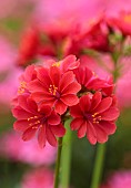 ASHWOOD NURSERIES, WEST MIDLANDS: RED FLOWERS, BLOOMS OF LEWISIA COTYLEDON HYBRIDS ASHWOOD STRAIN RED