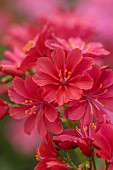 ASHWOOD NURSERIES, WEST MIDLANDS: RED FLOWERS, BLOOMS OF LEWISIA COTYLEDON HYBRIDS ASHWOOD STRAIN RED