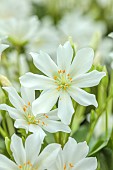 ASHWOOD NURSERIES, WEST MIDLANDS: WHITE FLOWERS, BLOOMS OF LEWISIA TWEEDYI ALBA
