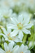 ASHWOOD NURSERIES, WEST MIDLANDS: WHITE FLOWERS, BLOOMS OF LEWISIA TWEEDYI ALBA