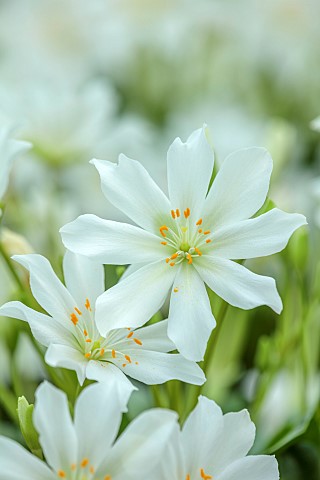 ASHWOOD_NURSERIES_WEST_MIDLANDS_WHITE_FLOWERS_BLOOMS_OF_LEWISIA_TWEEDYI_ALBA