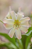 ASHWOOD NURSERIES, WEST MIDLANDS: CREAM, APRICOT FLOWERS, BLOOMS OF LEWISIA TWEEDYI APRICOT