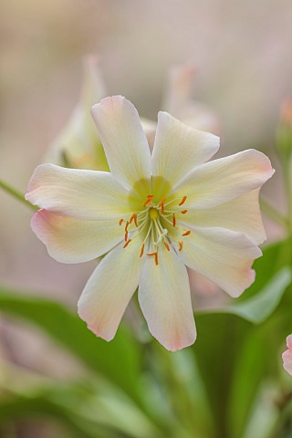 ASHWOOD_NURSERIES_WEST_MIDLANDS_CREAM_APRICOT_FLOWERS_BLOOMS_OF_LEWISIA_TWEEDYI_APRICOT