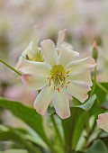 ASHWOOD NURSERIES, WEST MIDLANDS: CREAM, APRICOT FLOWERS, BLOOMS OF LEWISIA TWEEDYI APRICOT
