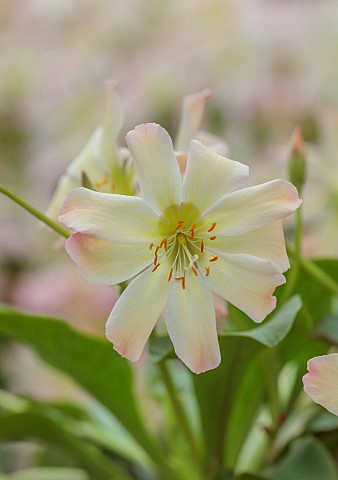 ASHWOOD_NURSERIES_WEST_MIDLANDS_CREAM_APRICOT_FLOWERS_BLOOMS_OF_LEWISIA_TWEEDYI_APRICOT