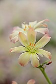 ASHWOOD NURSERIES, WEST MIDLANDS: CREAM, APRICOT FLOWERS, BLOOMS OF LEWISIA TWEEDYI APRICOT