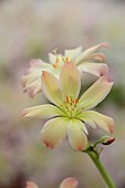 ASHWOOD NURSERIES, WEST MIDLANDS: CREAM, APRICOT FLOWERS, BLOOMS OF LEWISIA TWEEDYI APRICOT