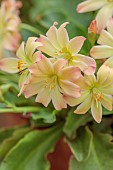 ASHWOOD NURSERIES, WEST MIDLANDS: CREAM, APRICOT FLOWERS, BLOOMS OF LEWISIA TWEEDYI APRICOT