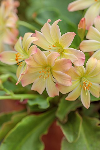 ASHWOOD_NURSERIES_WEST_MIDLANDS_CREAM_APRICOT_FLOWERS_BLOOMS_OF_LEWISIA_TWEEDYI_APRICOT